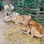 गौ तस्करों पर ऑपरेशन शंखनाद भारी, पुलिस ने 7 नग गौ वंशों को छुड़ाया…