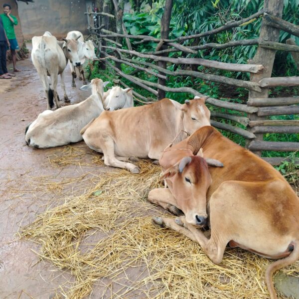 गौ तस्करों पर ऑपरेशन शंखनाद भारी, पुलिस ने 7 नग गौ वंशों को छुड़ाया…