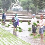 राज्य सरकार द्वारा इस खरीफ सीजन में 48.85 लाख हेक्टेयर क्षेत्र में विभिन्न फसलों की बोनी का रखा लक्ष्य…..अब तक 24.07 लाख हेक्टेयर क्षेत्र में हो चुकी बोनी….