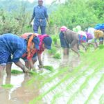 किसानों को समसामयिक सलाह- धान की अधिक पैदावार के लिए किसान उर्वरकों के साथ लिक्विड नैनो यूरिया का करें उपयोग….