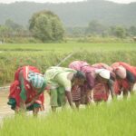 राज्य में किसानों को समय पर सोसयटियों से पर्याप्त मात्रा मे मिल रही खाद – मुख्यमंत्री श्री साय…..