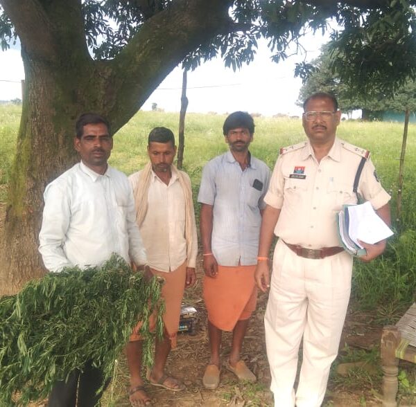 घर की बड़ी में गांजा उगने वाले आरोपी को पुलिस ने गिरफ्तार कर भेजा जेल…….