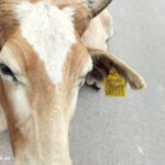 सड़क पर बैठे मवेशियों के मालिकों पर पुलिस की कार्यवाही…..