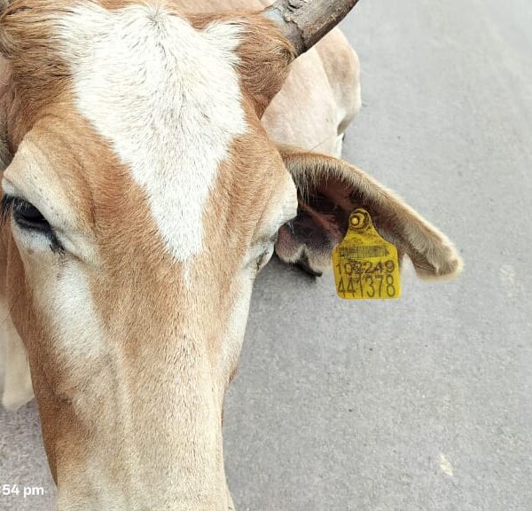 सड़क पर बैठे मवेशियों के मालिकों पर पुलिस की कार्यवाही…..