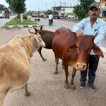 दुर्घटनाओं को रोकने के लिए पशुओं में लगाया गया रेडियम बेल्ट एवं पेंट…..