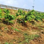 छत्तीसगढ़ के राष्ट्रीय राजमार्ग बन रहे ग्रीन कॉरिडोर:एनएचएआई ने इस साल लगाए 2.71 लाख पौधे…