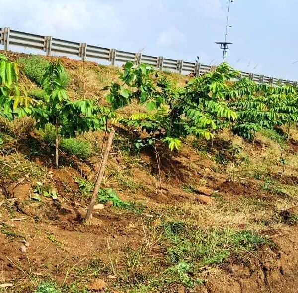 छत्तीसगढ़ के राष्ट्रीय राजमार्ग बन रहे ग्रीन कॉरिडोर:एनएचएआई ने इस साल लगाए 2.71 लाख पौधे…