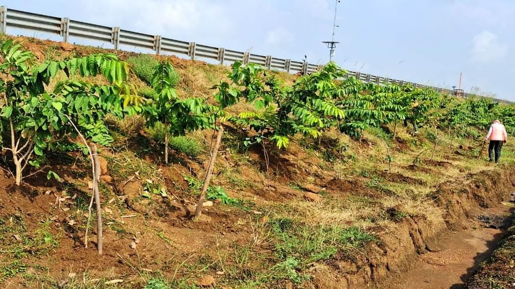 छत्तीसगढ़ के राष्ट्रीय राजमार्ग बन रहे ग्रीन कॉरिडोर:एनएचएआई ने इस साल लगाए 2.71 लाख पौधे…