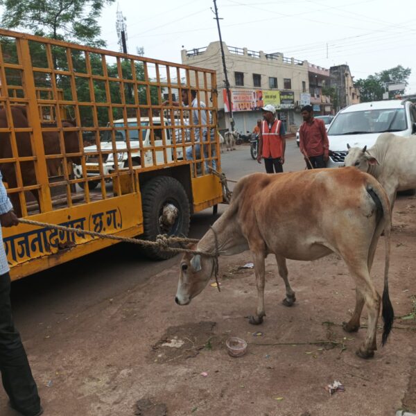 नगर निगम का मवेशी धर-पकड अभियान, शहर के अंदर एवं मेन रोड से पकड़े 18 मवेशी…..