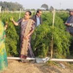 ड्रिप तकनीक से बदली खेती की तस्वीर: धान–मिर्ची की फसल से किसान मुकेश चौधरी को सालाना लाखों की आमदनी….