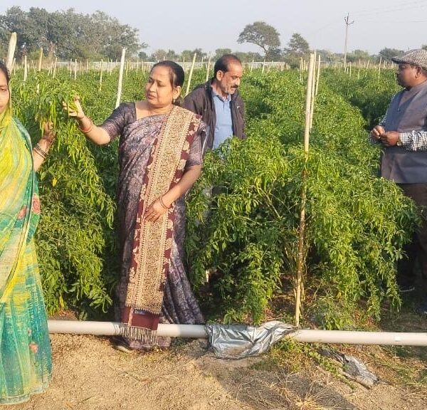 ड्रिप तकनीक से बदली खेती की तस्वीर: धान–मिर्ची की फसल से किसान मुकेश चौधरी को सालाना लाखों की आमदनी….