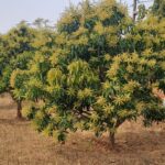 आम में मैंगो हॉपर का प्रकोप और नियंत्रण के उपाय….