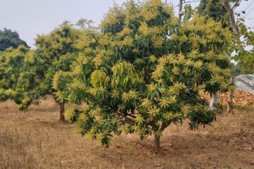 आम में मैंगो हॉपर का प्रकोप और नियंत्रण के&hellip;