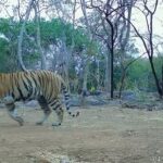उदंती-सीतानदी में बाघिन की दस्तक, टाइगर रिजर्व के सुनहरे भविष्य की जगी उम्मीद….