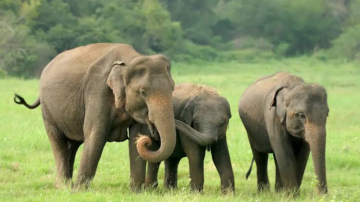 एआई तकनीक से हाथी-मानव संघर्ष पर लगी लगाम,&hellip;